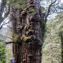 IMG_5752 0910/2019 - Visite spéciale pour Jo qui désirait voir l'arbre le plus vieux du Chile (